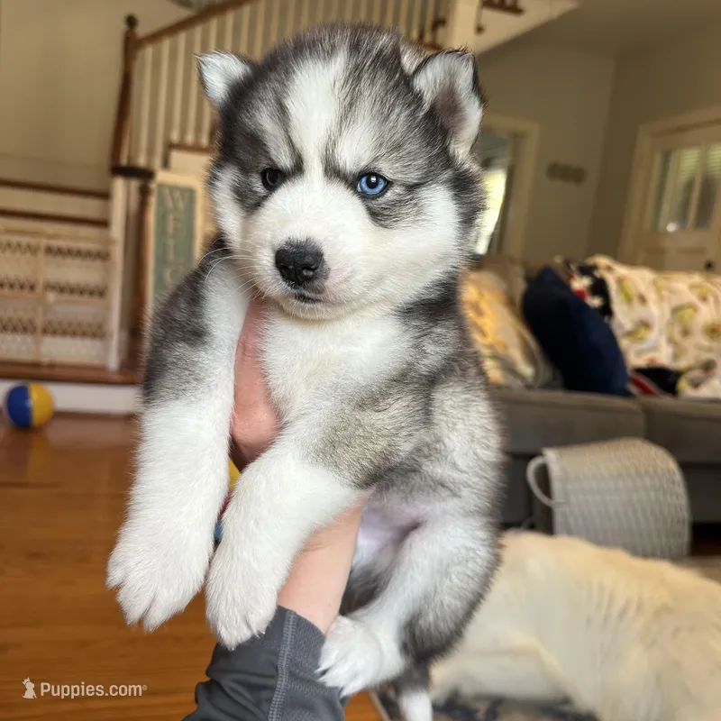 Zero OFA health tested parents – Siberian Husky puppy for sale in Virginia Beach, VA