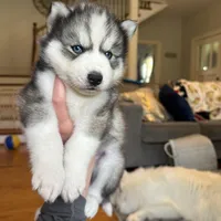 Zero OFA health tested parents, a male Siberian Husky for sale in Virginia Beach, VA – 2 of 6