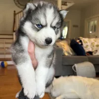 Zero OFA health tested parents, a male Siberian Husky for sale in Virginia Beach, VA – 4 of 6
