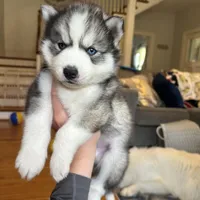 Zero OFA health tested parents, a male Siberian Husky for sale in Virginia Beach, VA – 3 of 6