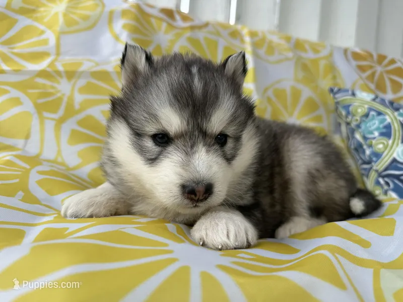Mila OFA health tested parents – Siberian Husky puppy for sale in Virginia Beach, VA