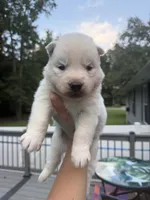 Rio, a male Siberian Husky for sale in Virginia Beach, VA – 8 of 8