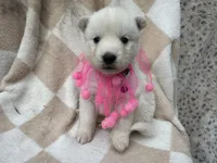 Athena OFA health tested parents, a female Siberian Husky for sale in Virginia Beach, VA – Photo 5 of 5