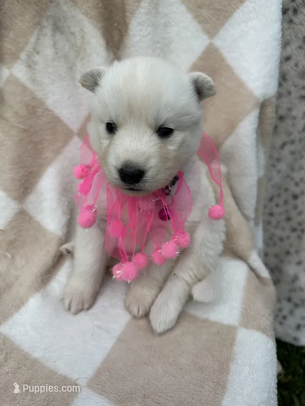 Athena OFA health tested parents – Siberian Husky puppy for sale in Virginia Beach, VA