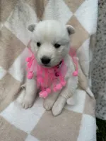 Athena OFA health tested parents, a female Siberian Husky for sale in Virginia Beach, VA – Photo 1 of 5