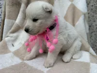 Athena OFA health tested parents, a female Siberian Husky for sale in Virginia Beach, VA – Photo 3 of 5