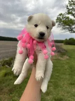 Athena OFA health tested parents, a female Siberian Husky for sale in Virginia Beach, VA – Photo 2 of 5