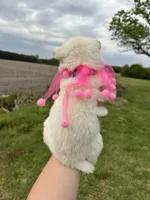 Athena OFA health tested parents, a female Siberian Husky for sale in Virginia Beach, VA – Photo 4 of 5