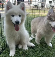 Marshmallow OFA health tested parents, a male Siberian Husky for sale in Virginia Beach, VA – 4 of 8