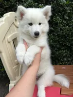 Yeti OFA health tested parents, a male Siberian Husky for sale in Virginia Beach, VA – 3 of 7