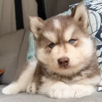Ranger, a male Siberian Husky for sale in Virginia Beach, VA – 4 of 5