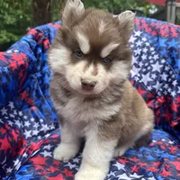 Leo, a male Siberian Husky for sale in Virginia Beach, VA – 4 of 7