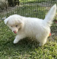 Yeti OFA health tested parents, a male Siberian Husky for sale in Virginia Beach, VA – Photo 5 of 6