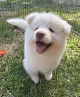 Yeti OFA health tested parents, a male Siberian Husky for sale in Virginia Beach, VA – Photo 2 of 6