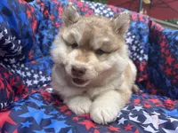 Loki, a male Siberian Husky for sale in Virginia Beach, VA – 5 of 6