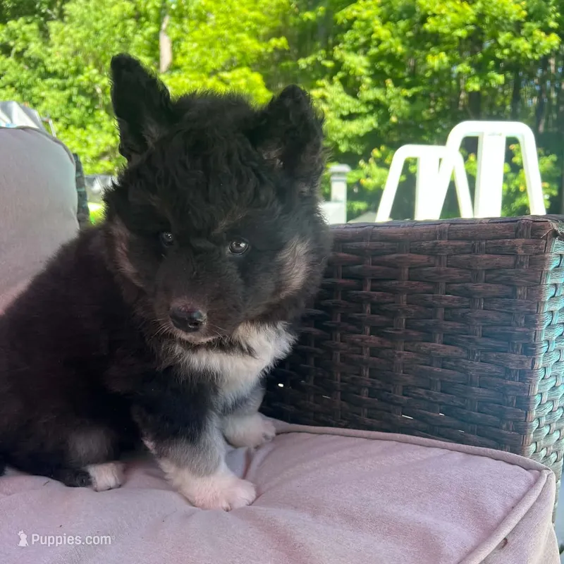 Raven OFA health tested parents – Siberian Husky puppy for sale in Virginia Beach, VA
