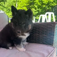 Raven OFA health tested parents, a female Siberian Husky for sale in Virginia Beach, VA – 4 of 9