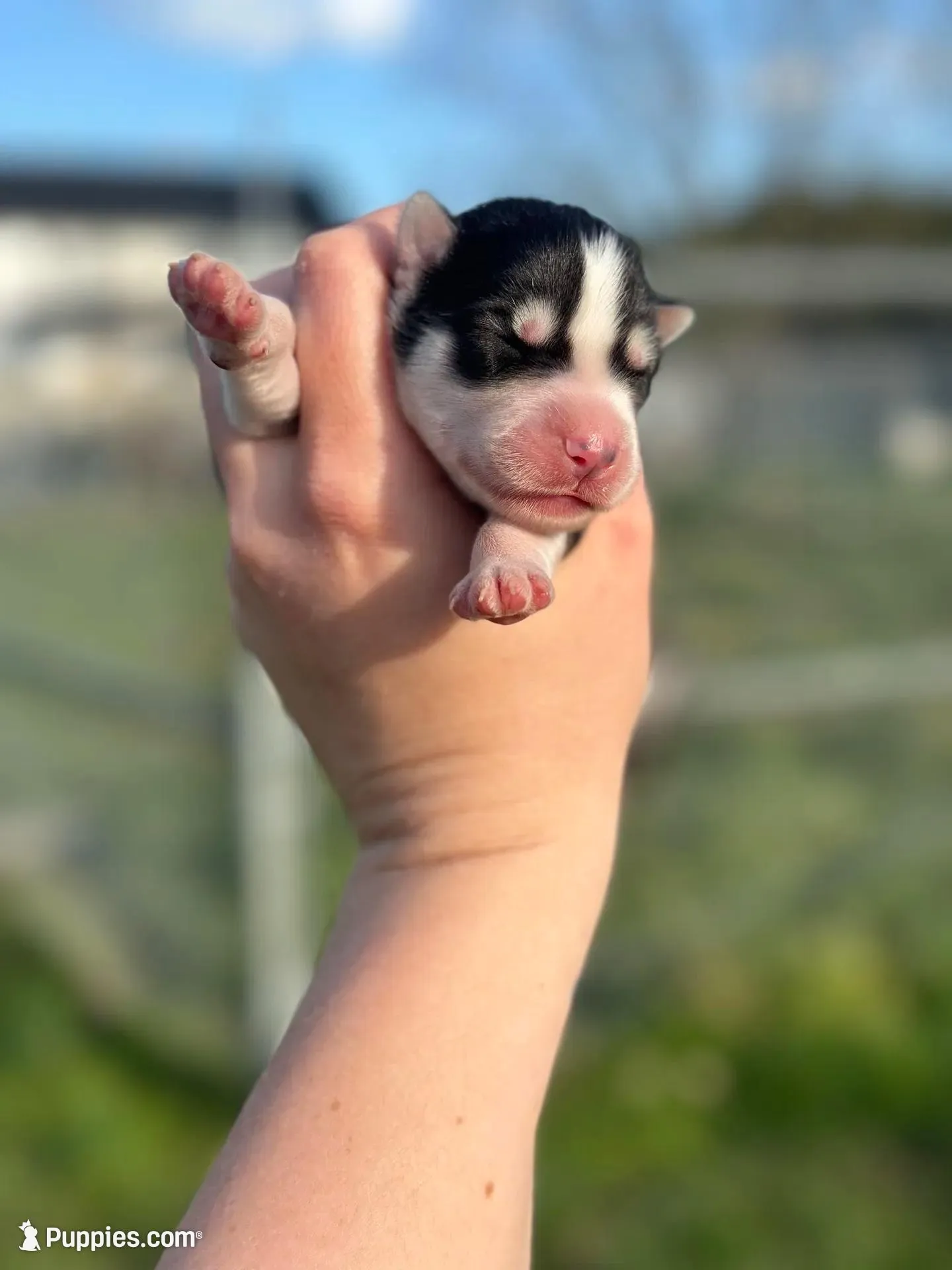 Chase OFA health tested parents, a male Siberian Husky for sale in Virginia Beach, VA – Photo 4 of 5