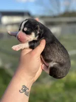 Chase OFA health tested parents, a male Siberian Husky for sale in Virginia Beach, VA – Photo 5 of 5
