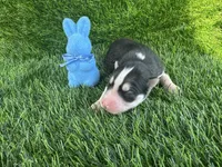 Chase OFA health tested parents, a male Siberian Husky for sale in Virginia Beach, VA – Photo 2 of 5