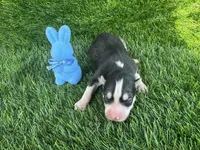 Chase OFA health tested parents, a male Siberian Husky for sale in Virginia Beach, VA – Photo 3 of 5