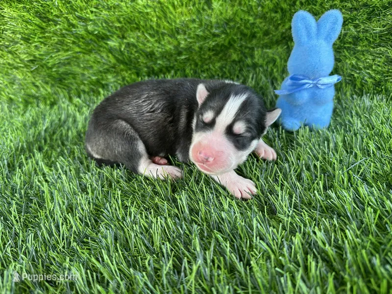 Chase OFA health tested parents – Siberian Husky puppy for sale in Virginia Beach, VA