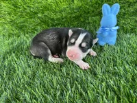 Chase OFA health tested parents, a male Siberian Husky for sale in Virginia Beach, VA – Photo 1 of 5