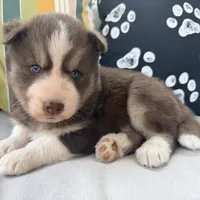 Ryder, a male Siberian Husky for sale in Virginia Beach, VA – 3 of 6