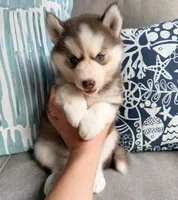 Rayna, a male Siberian Husky for sale in Virginia Beach, VA – 4 of 6