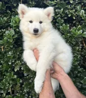 Miles, a male Siberian Husky for sale in Virginia Beach, VA – 4 of 7
