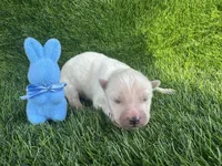 Polaris OFA health tested parents , a male Siberian Husky for sale in Virginia Beach, VA – Photo 2 of 5