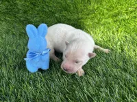 Polaris OFA health tested parents , a male Siberian Husky for sale in Virginia Beach, VA – Photo 3 of 5