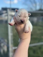 Polaris OFA health tested parents , a male Siberian Husky for sale in Virginia Beach, VA – Photo 4 of 5