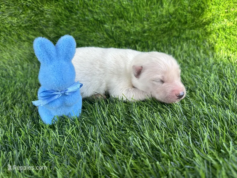 Polaris OFA health tested parents  – Siberian Husky puppy for sale in Virginia Beach, VA