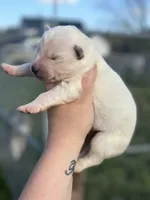 Polaris OFA health tested parents , a male Siberian Husky for sale in Virginia Beach, VA – Photo 5 of 5