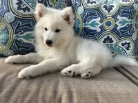 Lucian, a male Siberian Husky for sale in Virginia Beach, VA – 3 of 6