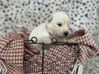 Winter OFA health tested parents, a female Siberian Husky for sale in Virginia Beach, VA – Photo 2 of 6