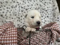 Winter OFA health tested parents, a female Siberian Husky for sale in Virginia Beach, VA – Photo 4 of 6