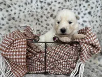 Winter OFA health tested parents, a female Siberian Husky for sale in Virginia Beach, VA – Photo 3 of 6