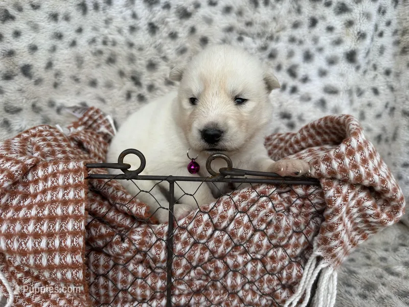 Winter OFA health tested parents – Siberian Husky puppy for sale in Virginia Beach, VA