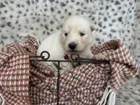 Winter OFA health tested parents, a female Siberian Husky for sale in Virginia Beach, VA – Photo 1 of 6