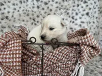 Winter OFA health tested parents, a female Siberian Husky for sale in Virginia Beach, VA – Photo 5 of 6