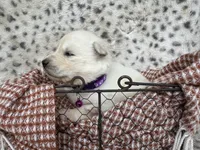 Winter OFA health tested parents, a female Siberian Husky for sale in Virginia Beach, VA – Photo 6 of 6