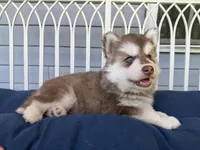 Ryder, a male Siberian Husky for sale in Virginia Beach, VA – 5 of 6