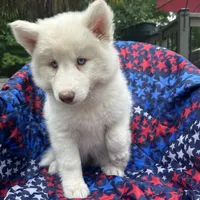 Lilo, a female Siberian Husky for sale in Virginia Beach, VA – 2 of 9