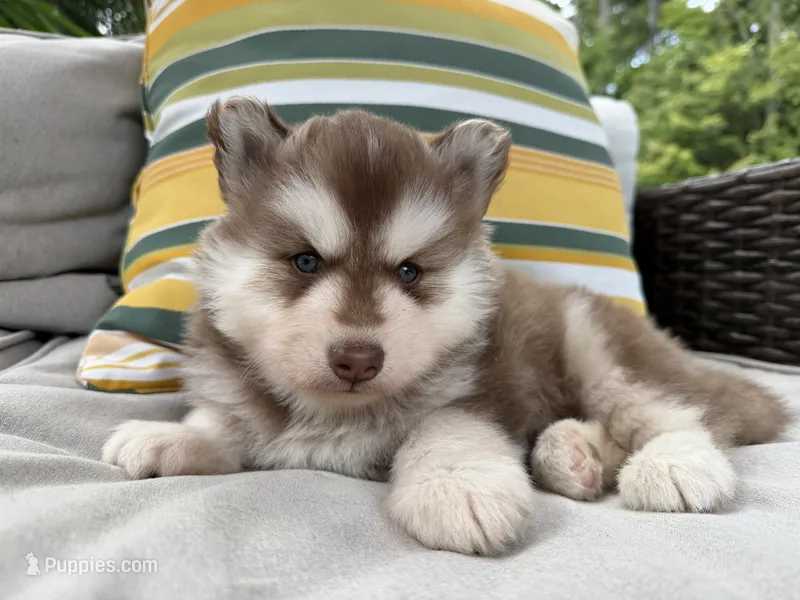 Ruger – Siberian Husky puppy for sale in Virginia Beach, VA