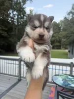 Rowdy, a male Siberian Husky for sale in Virginia Beach, VA – 3 of 8