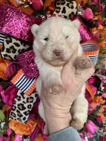 Ghost, a male Siberian Husky for sale in Virginia Beach, VA – Photo 3 of 5