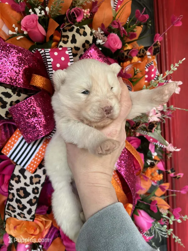 Ghost, a male Siberian Husky for sale in Virginia Beach, VA – Photo 1 of 5