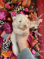 Ghost, a male Siberian Husky for sale in Virginia Beach, VA – Photo 1 of 5